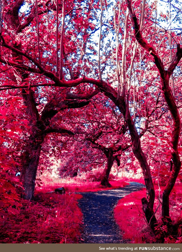 Pink woodland