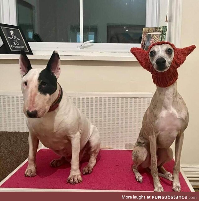 My wife knitted a hat for our bull terrier, but I think it works better on the whippet