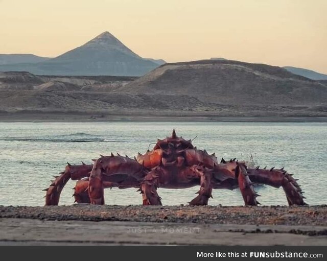 Crab in Patagonia