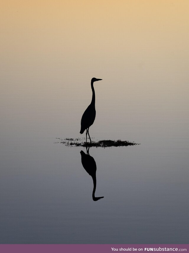 Blue Heron silhouette