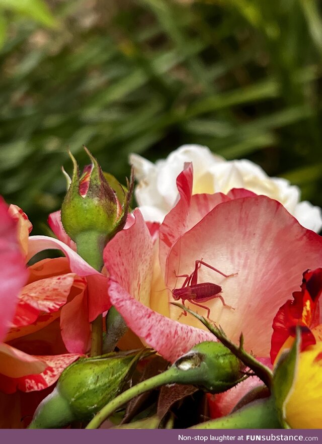 Found in my garden today. A katydid nymph turned the same colour as the rose petals