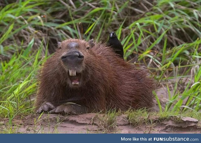 My buddy photographed a capybara