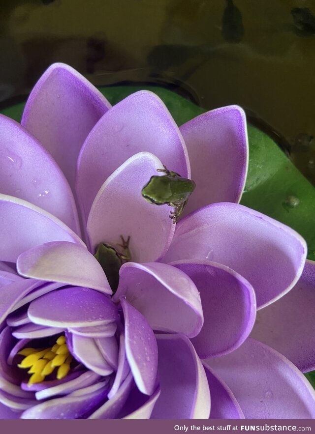 The Frog Flowers Have Begun to Bloom