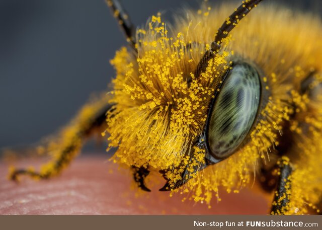 Pollen covered blue mason bee iii
