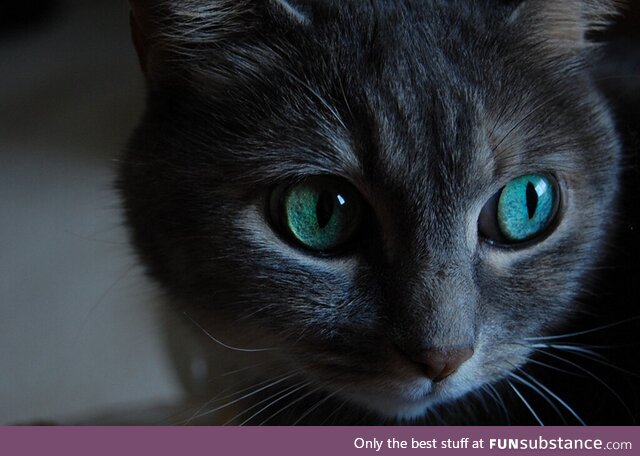 The mesmerizing eyes of a feline