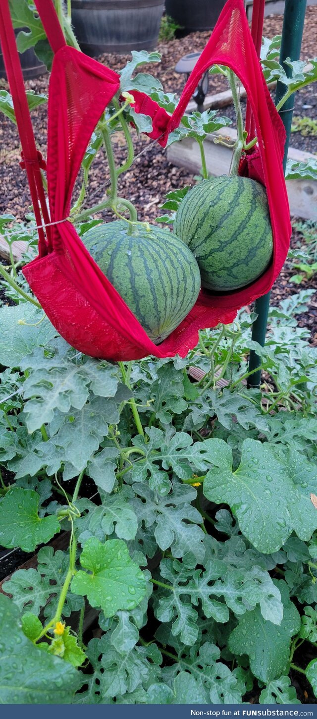 Sensual melons will make you smile