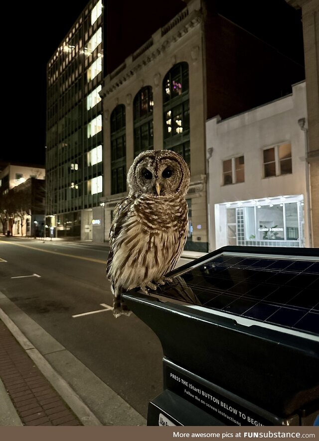 Main St Owl in downtown Durham