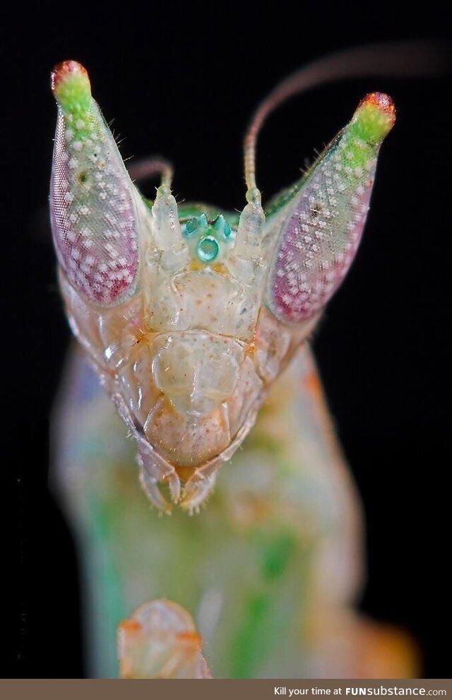 Close up of Hymenopus coronatus aka the orchid mantis. They are carnivorous and are known
