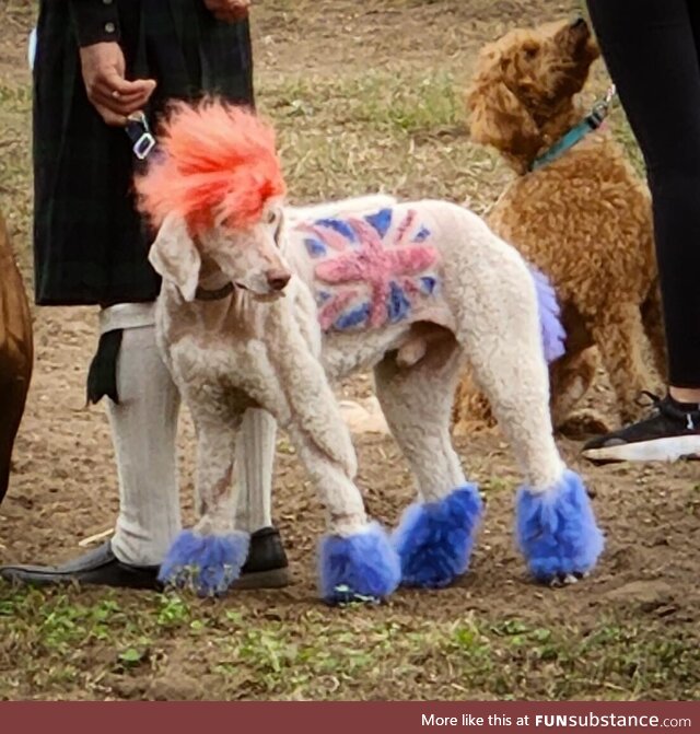 I saw an interesting dog today at the Renaissance Festival