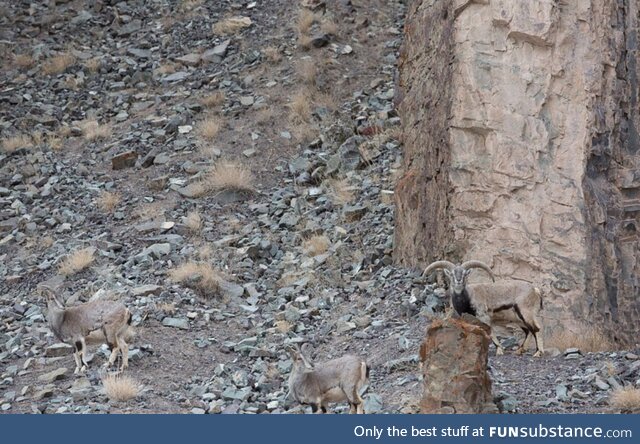 The hungry leopard, which hasn't eaten for days, camouflaged in perfectly with its