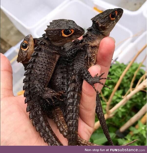 Red-eyed crocodile skinks look like baby dragons