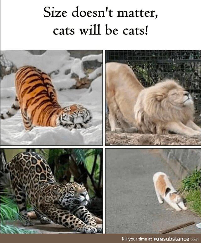 Cat Is Cat