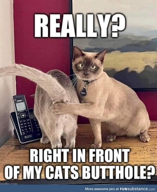 Thanks kitty, very cool