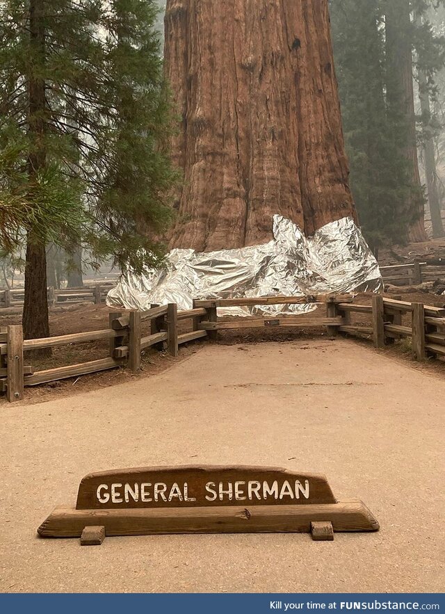 World's largest tree wrapped in aluminum foil to protect it as wildfire approaches
