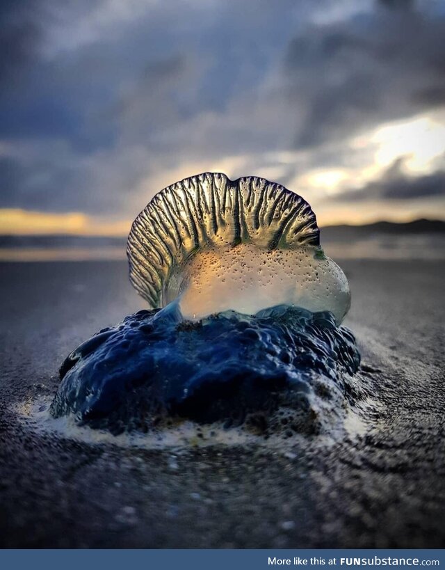 Summer in New Zealand means a visit from Bluebottle Jellyfish