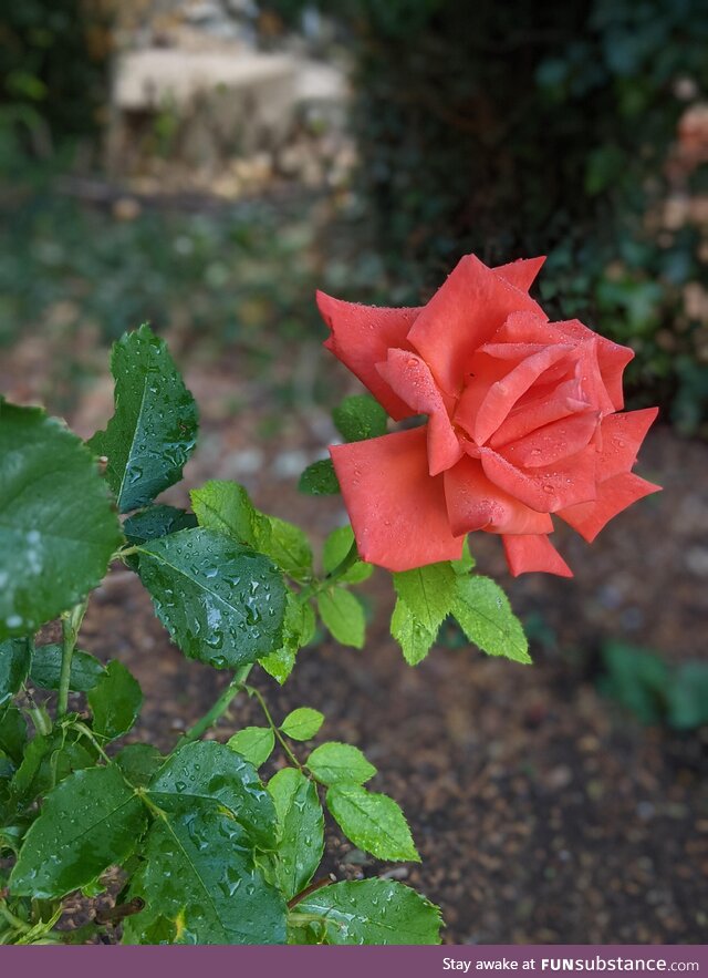 One of my roses