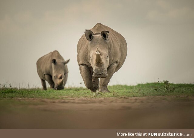 Fatu and Najin are the last two northern white rhinos left on the planet. Photographs by