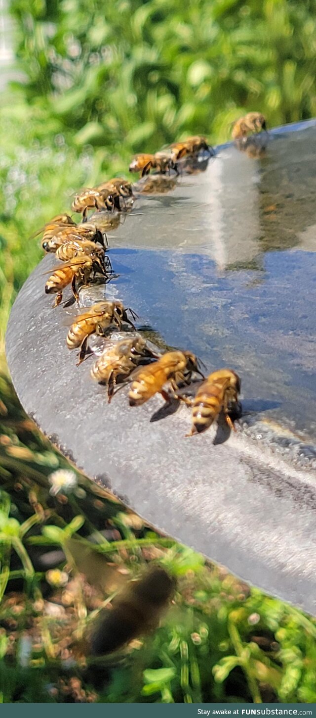 Honey Bees getting water in my backyard
