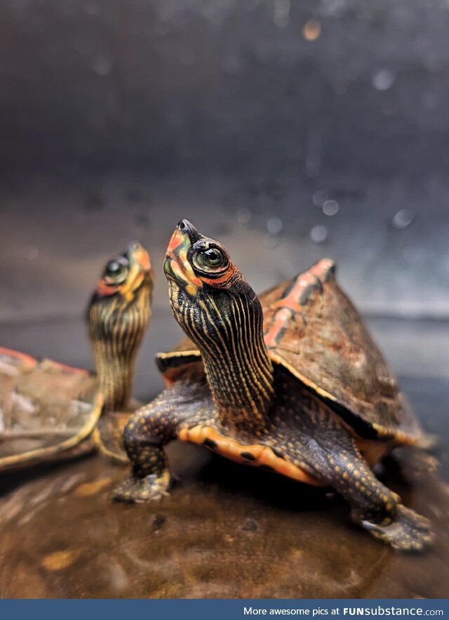 My turtles posing