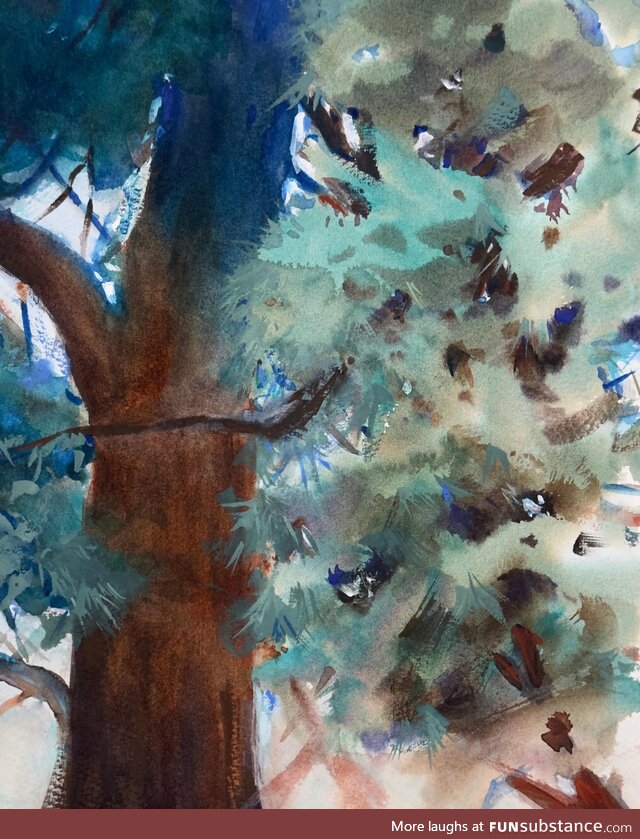 I painted the pine tree outside my apartment in watercolor