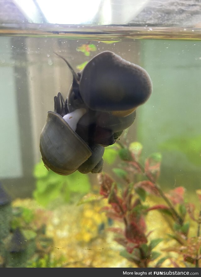 For anyone ever wondering... This is how aquarium snails mate