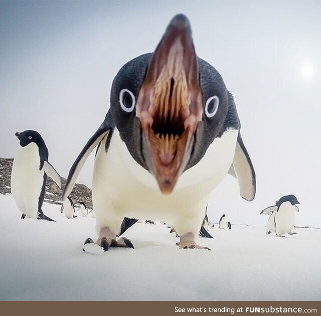 If you're a small fish, penguins are terrifying