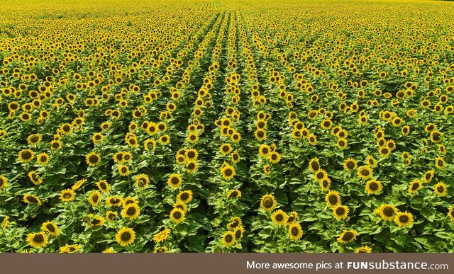 A field of beautiful sunflowers!