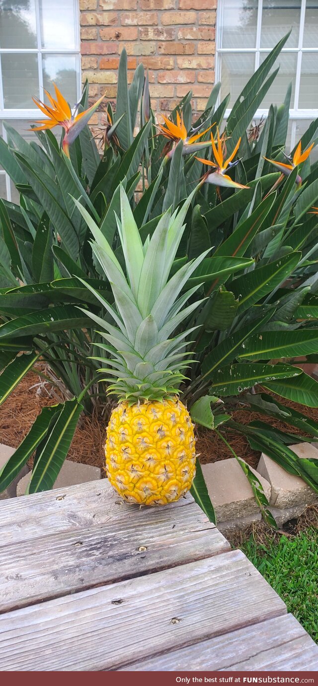 I grew a pineapple ????