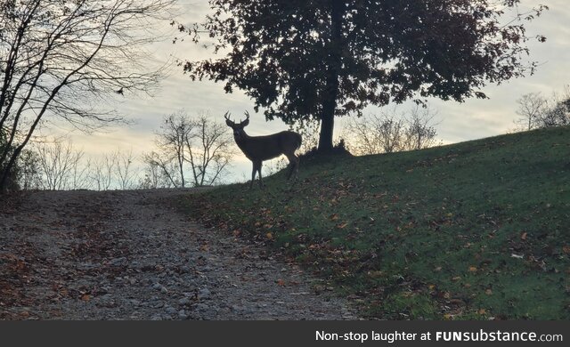 Visitor to my driveway