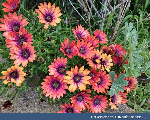 Colorful flowers in Southern California