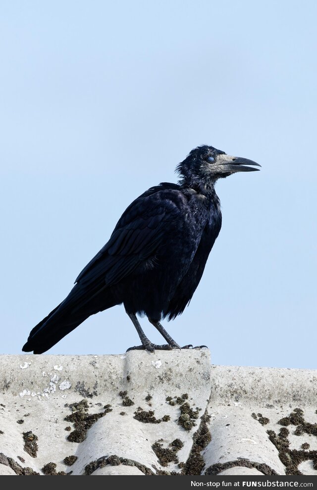 This undead-looking rook
