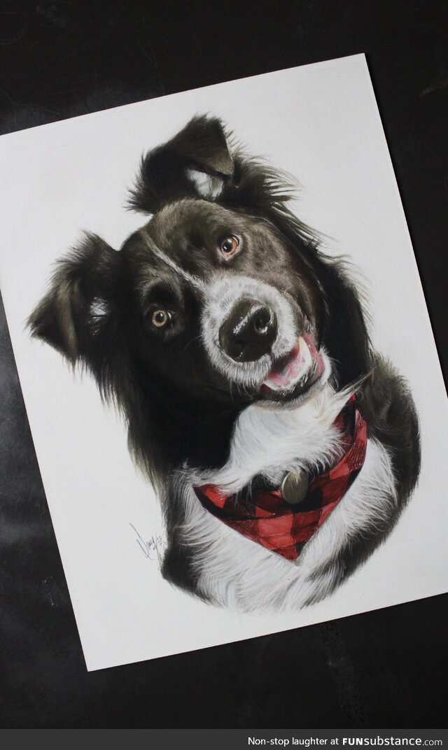 I made this pencil drawing of a australian shepherd dog !!