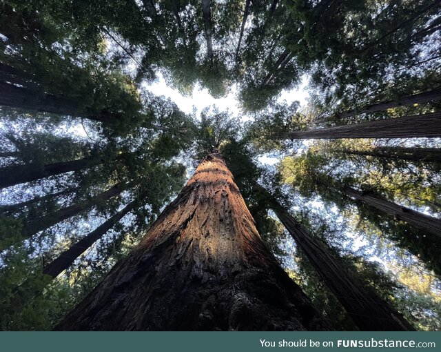 Just some redwoods I saw on a recent camping trip