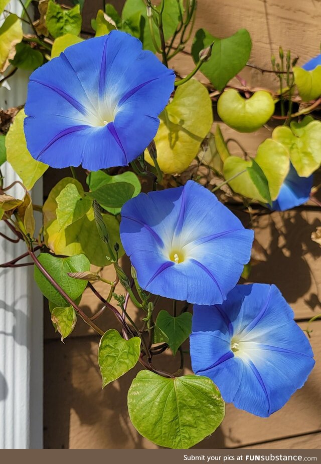 Morning Glories. Last blooms before frost hit