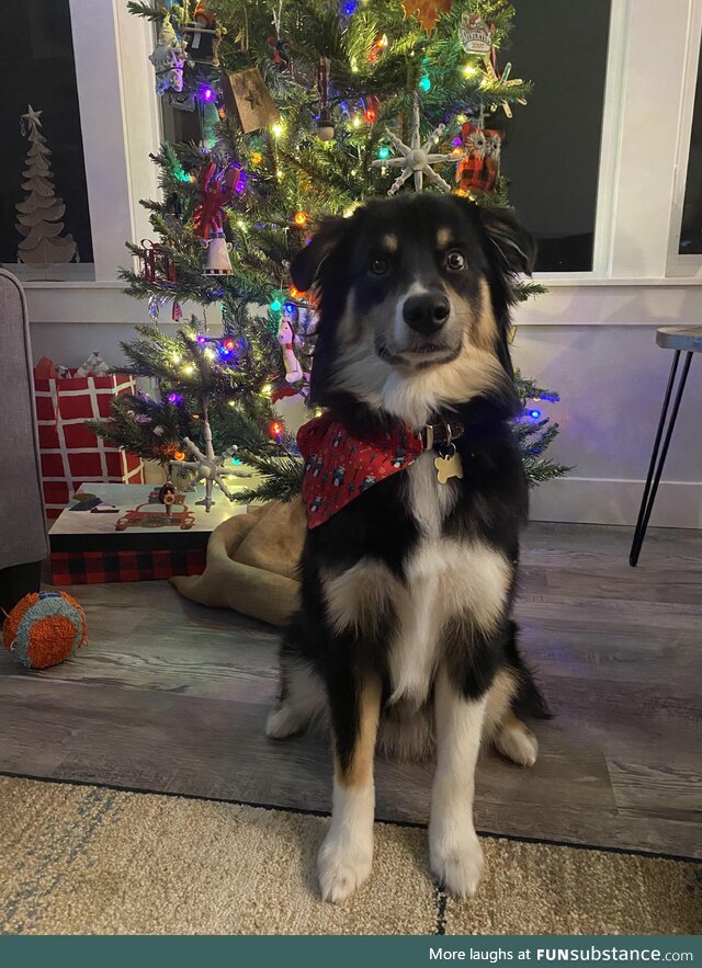 This is Rowdy and he wants you to have a great Christmas