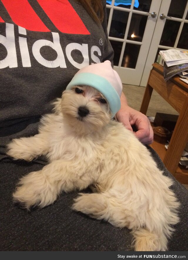 My mom put a hat on our dog.
