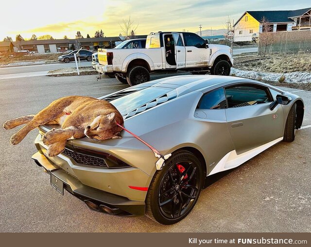 Cougar ratchet strapped to a Lamborghini. Taken in Idaho