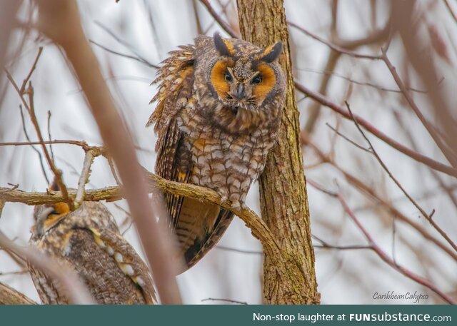 Long-eared owl stares me down [OC]