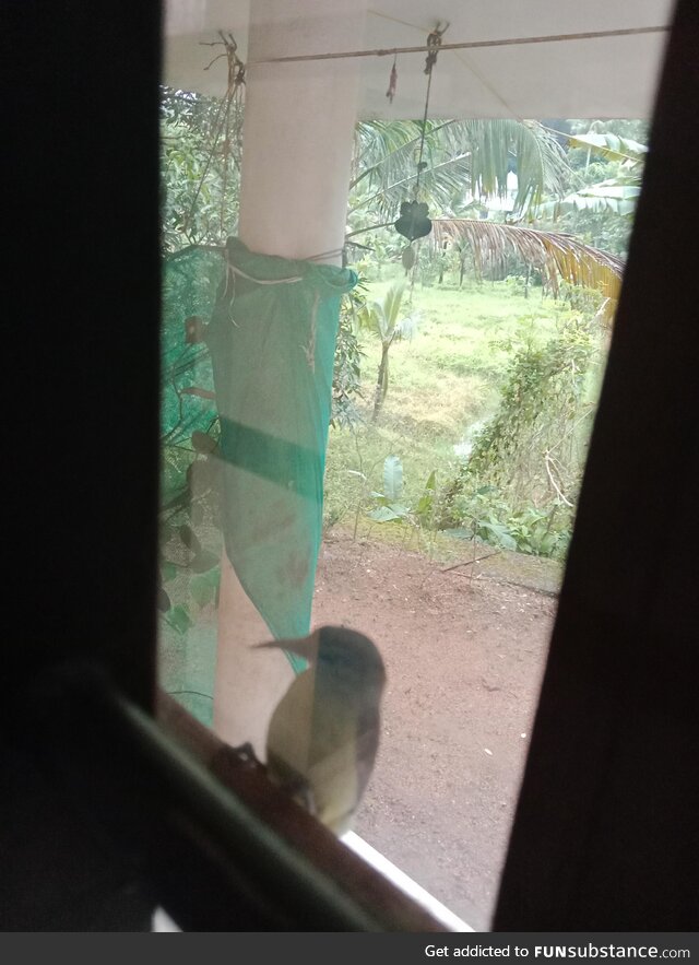 A Tiny friend who visits my window everyday [OC]