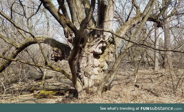 [OC] gnarly witching tree