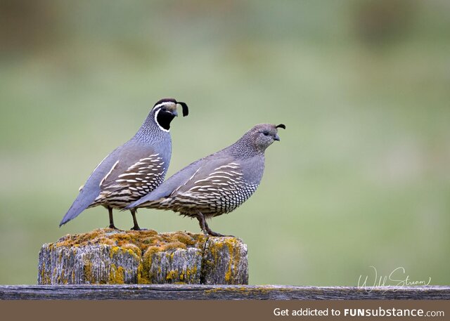 A pair of California Quail hanging out on an old fence