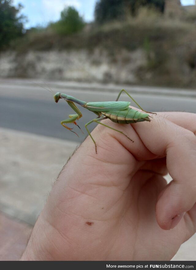 [OC] *Iris Oratoria* a mantis only found in the Mediterrean coastline of Spain and Italy