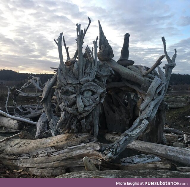 Driftwood art found at a local beach near my house