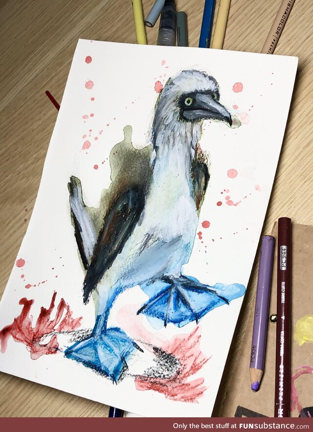 I drew a blue footed boobie