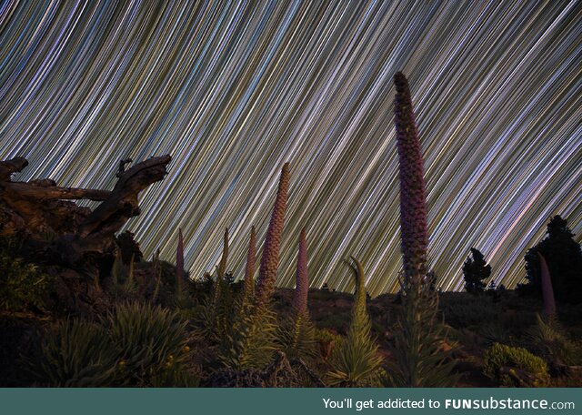 Tasjinaste Rosado - 90min Star Trail