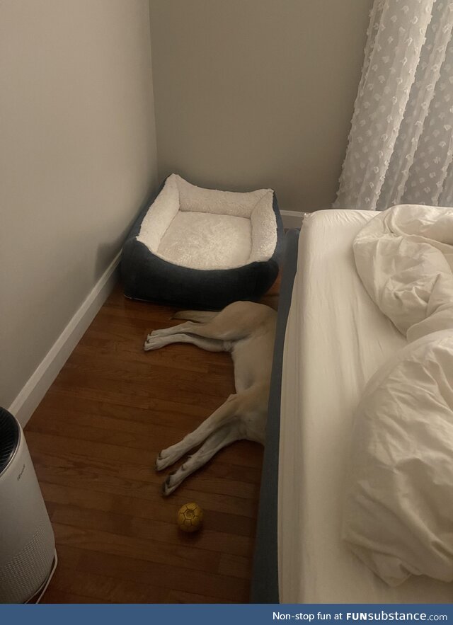 Got our dog a new bed today. Here’s how it’s going