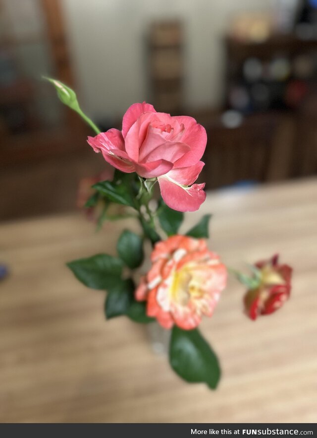 My wife loves roses. So I’m learning how to grow them