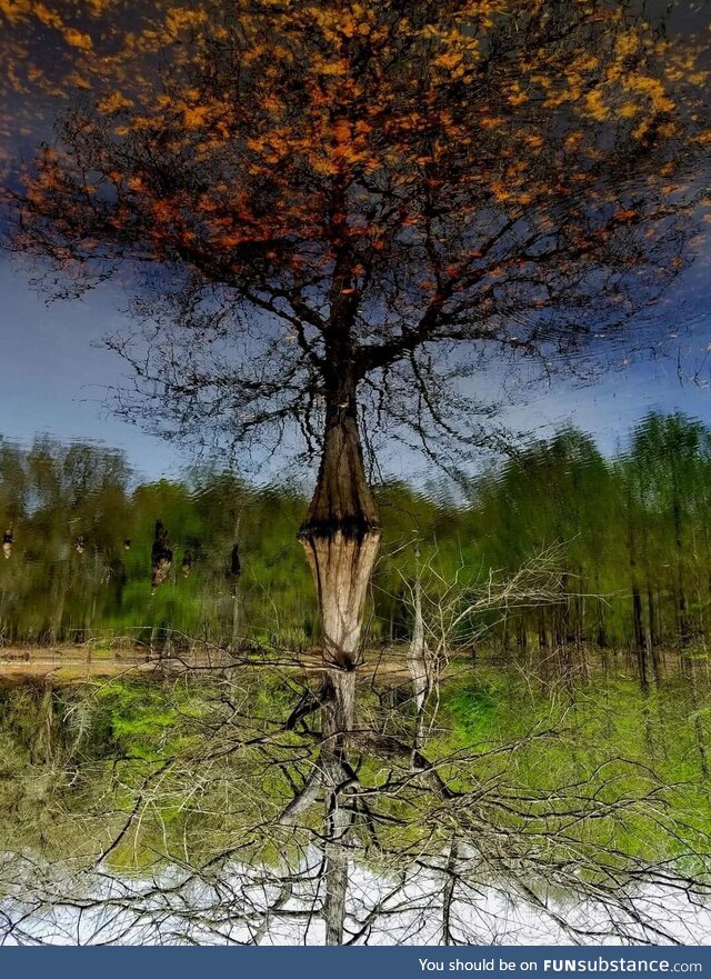 This photo I took is upside down. The leaves are actually under water