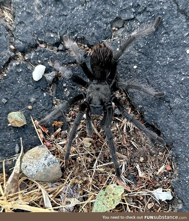 I love seeing these fuzzy creatures when I’m out on my walk