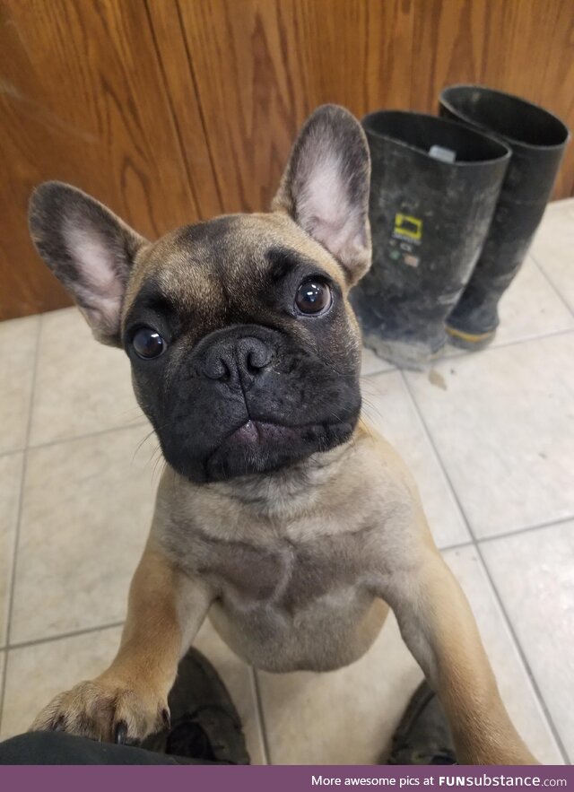 The cutest frenchie I've ever seen! (oc)